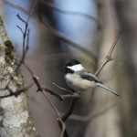 bird-trees