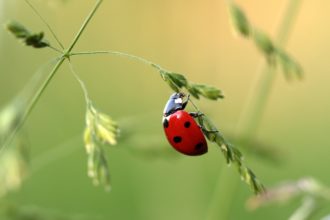 Owady po angielsku: biedronka - ladybird