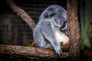 koala na drzewie